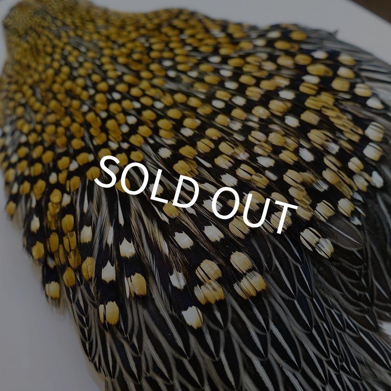 画像8: ジャングルコック AAA-1 (8)