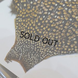 画像3: ジャングルコック S-2