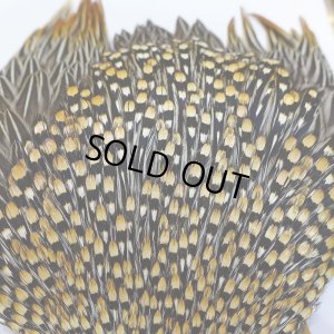 画像3: ジャングルコック AAA-2