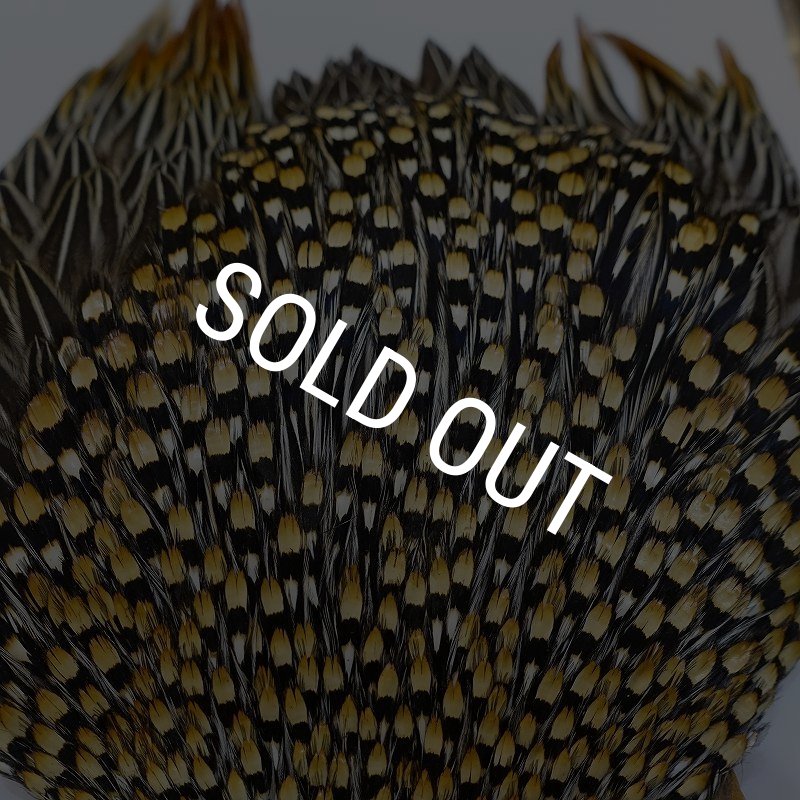 画像3: ジャングルコック AAA-2 (3)