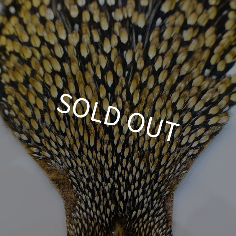 画像2: ジャングルコック AA-4 (2)