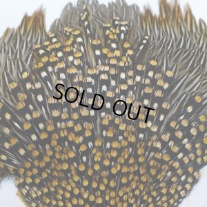 画像5: ジャングルコック S-2