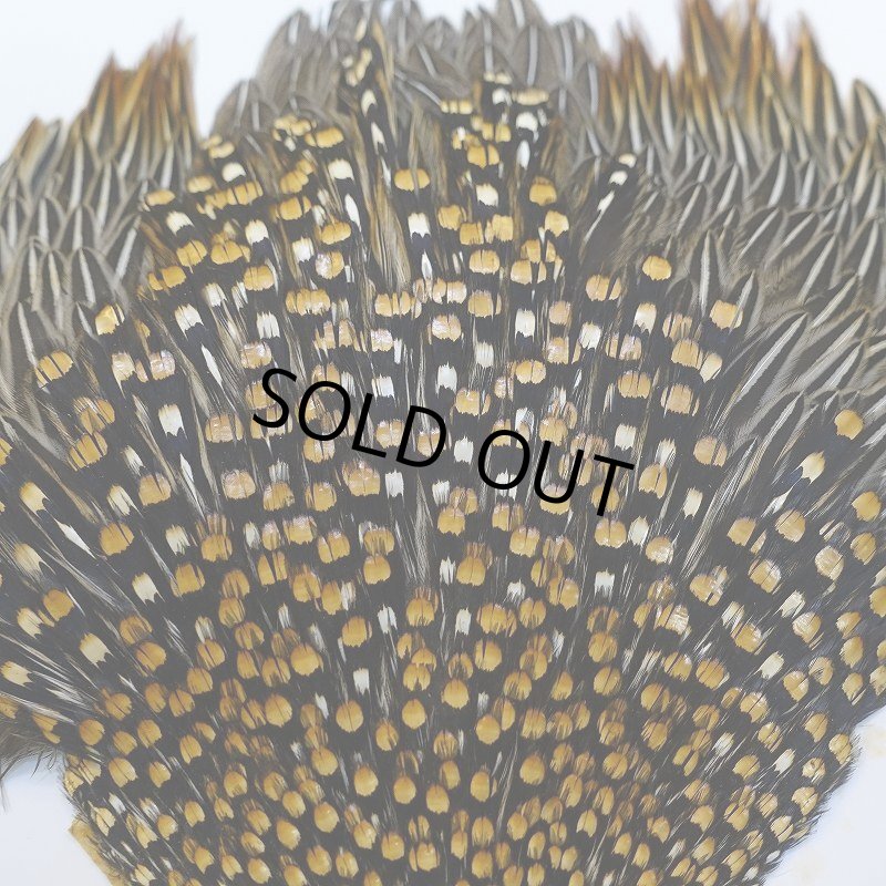 画像5: ジャングルコック S-2 (5)