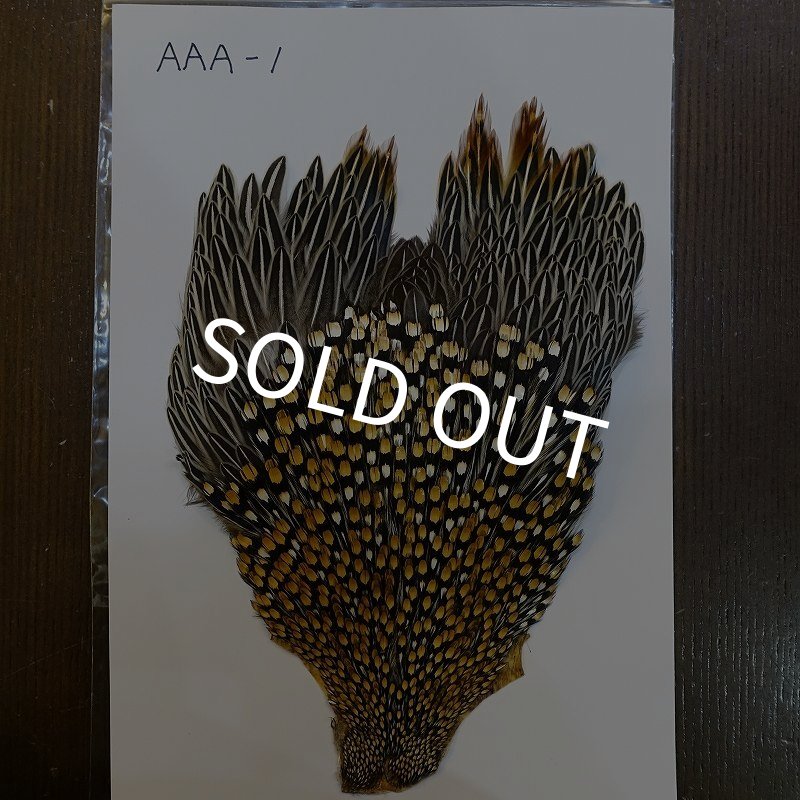 画像1: ジャングルコック AAA-1 (1)