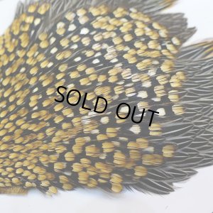 画像5: ジャングルコック AA-1