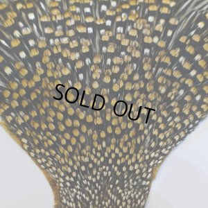 画像4: ジャングルコック S-2