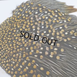 画像8: ジャングルコック S-2