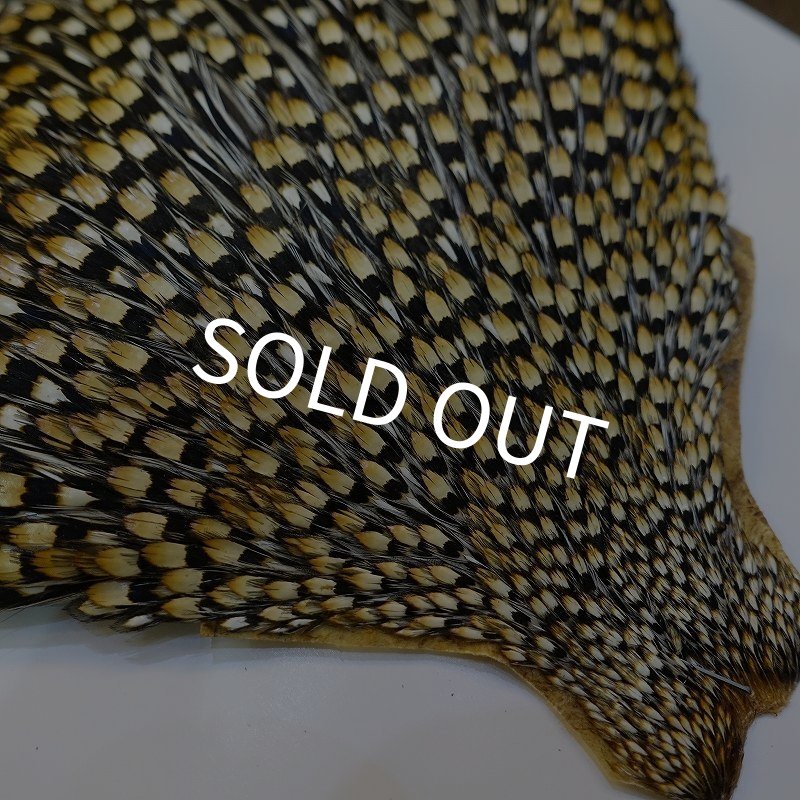 画像4: ジャングルコック AAA-2 (4)