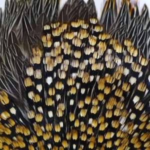 画像7: ジャングルコック AA-1