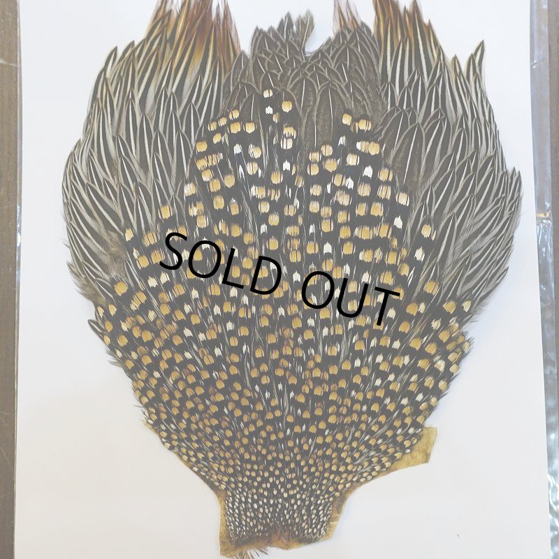 画像2: ジャングルコック S-1 (2)