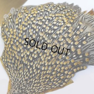 画像8: ジャングルコック AAA-3