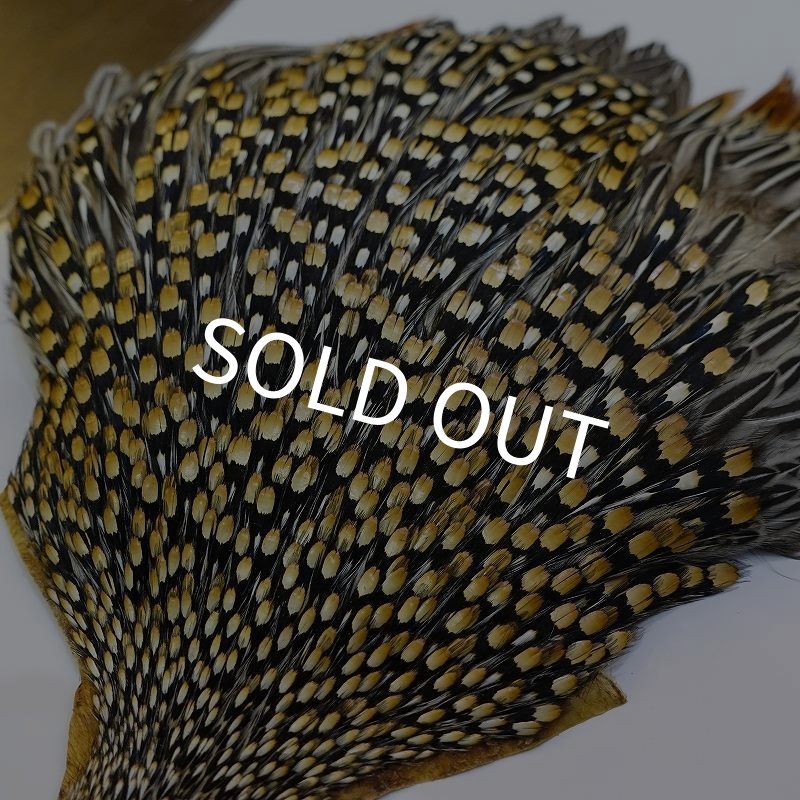 画像8: ジャングルコック AAA-3 (8)