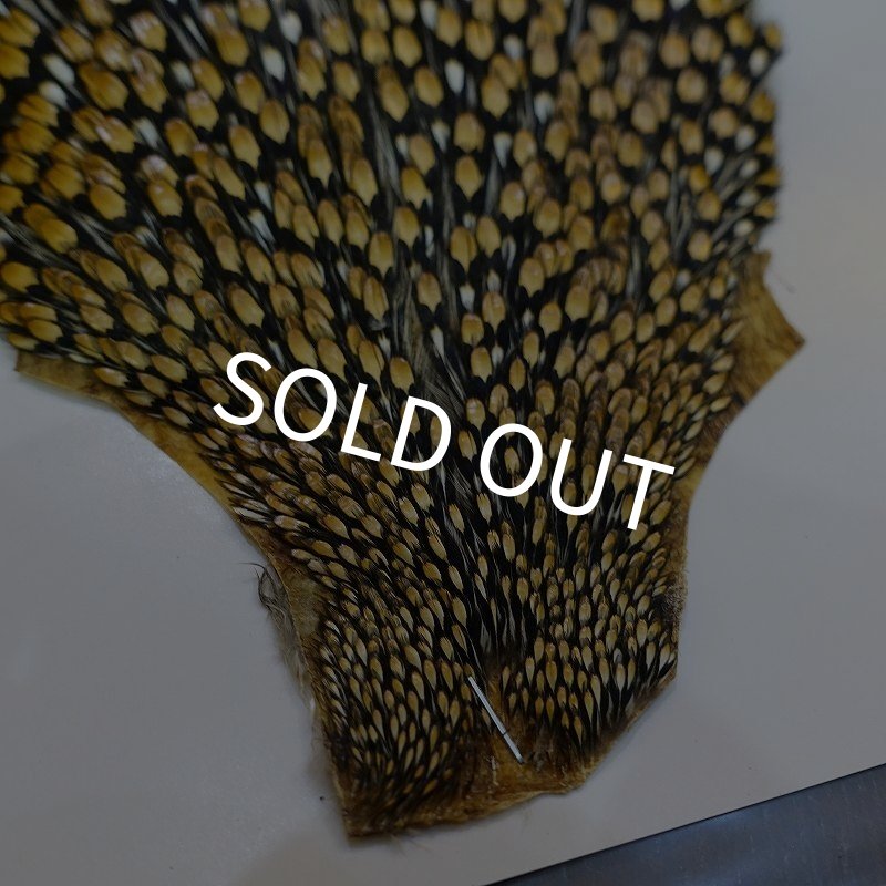 画像4: ジャングルコック AAA-1 (4)