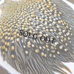 画像6: ジャングルコック AAA-2