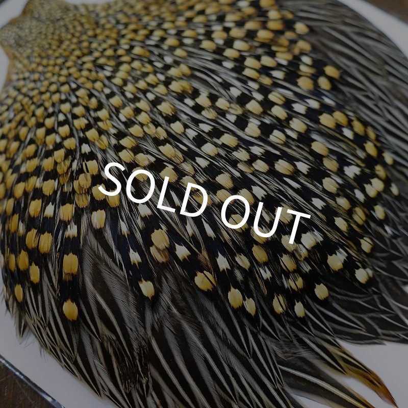 画像6: ジャングルコック AAA-2 (6)