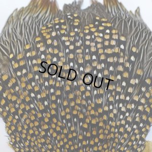 画像4: ジャングルコック S-1