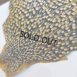 画像4: ジャングルコック AAA-3