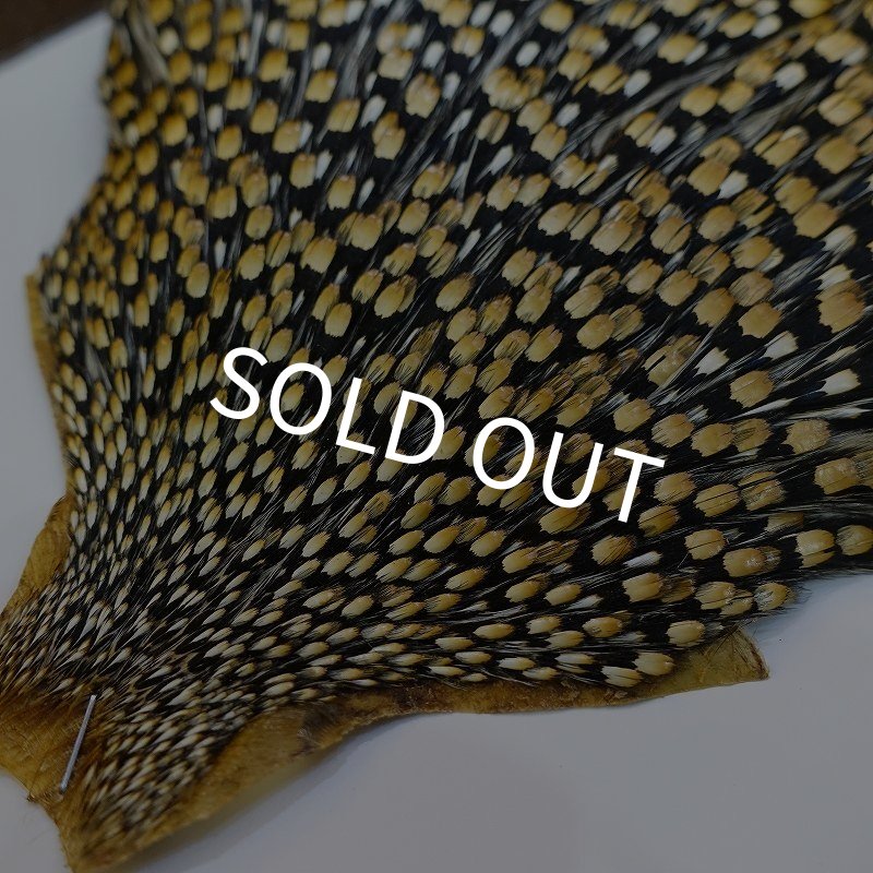 画像4: ジャングルコック AAA-3 (4)