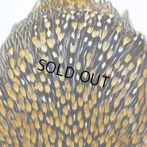 画像5: ジャングルコック AA-3