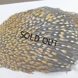 画像6: ジャングルコック AA-3