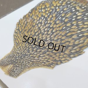 画像2: ジャングルコック AA-3