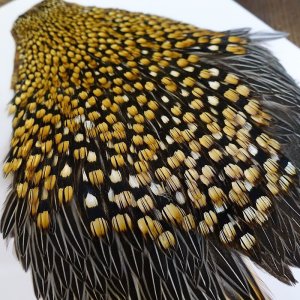 画像8: ジャングルコック AA-1