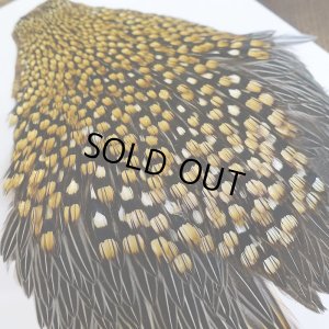 画像8: ジャングルコック AA-1