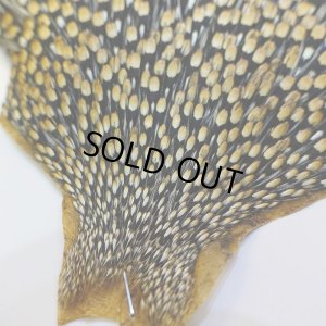 画像2: ジャングルコック AAA-3