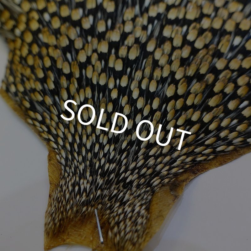 画像2: ジャングルコック AAA-3 (2)