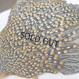 画像6: ジャングルコック AAA-3