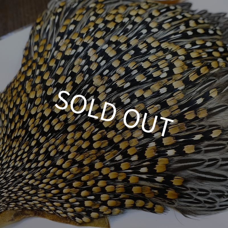 画像6: ジャングルコック AAA-3 (6)