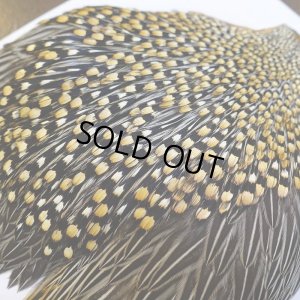 画像7: ジャングルコック AAA-2