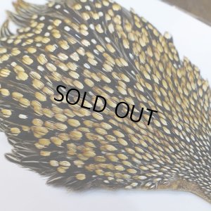 画像4: ジャングルコック AA-4