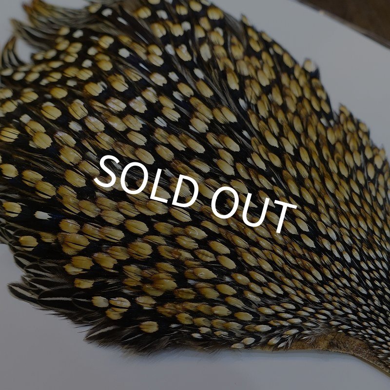 画像4: ジャングルコック AA-4 (4)