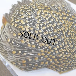 画像9: ジャングルコック AAA-3