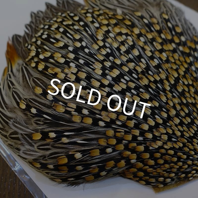 画像9: ジャングルコック AAA-3 (9)