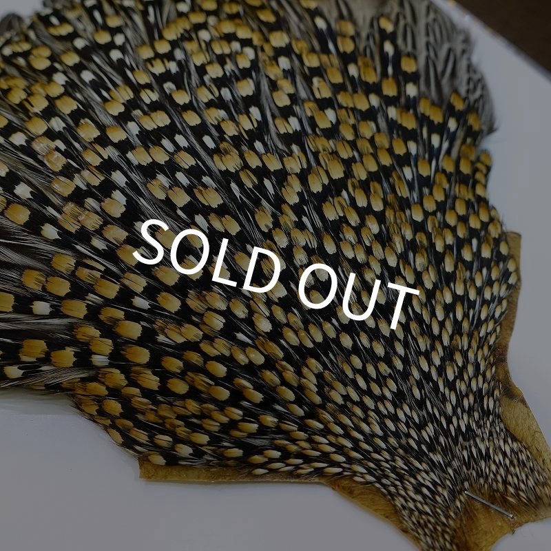 画像3: ジャングルコック AAA-3 (3)