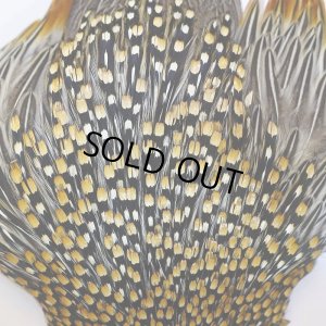 画像5: ジャングルコック AAA-3