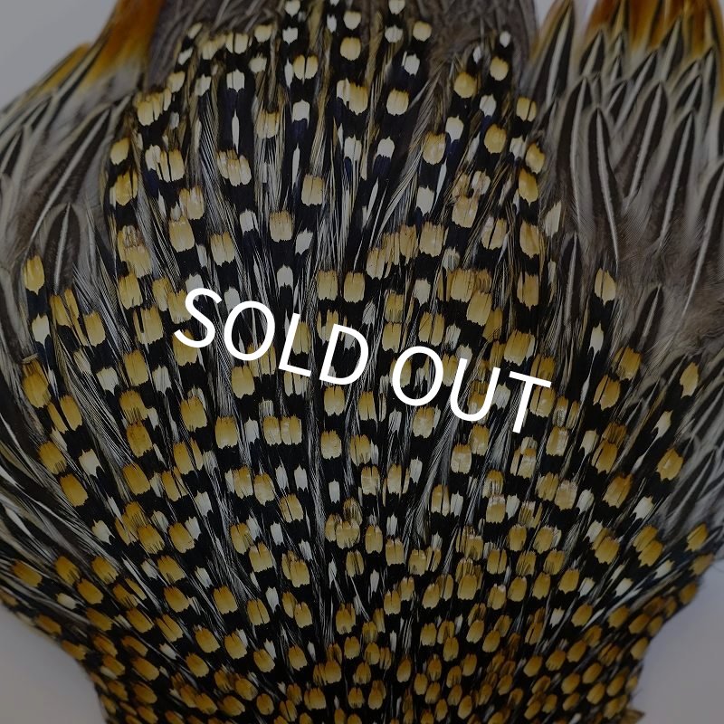 画像5: ジャングルコック AAA-3 (5)