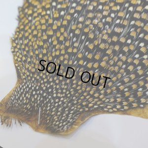 画像7: ジャングルコック S-1