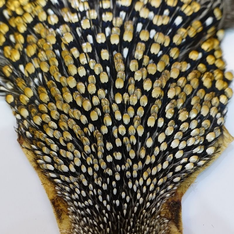 画像2: ジャングルコック AA-2 (2)