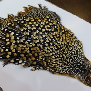 画像4: ジャングルコック AA-2