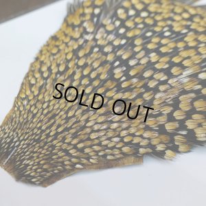 画像4: ジャングルコック AA-1