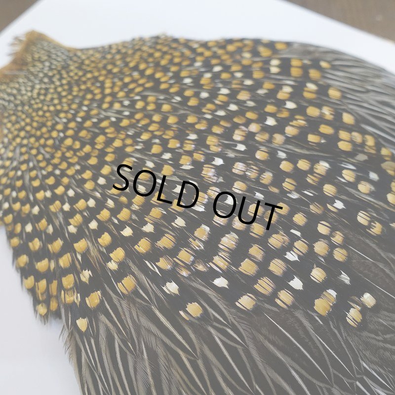 画像9: ジャングルコック S-1 (9)