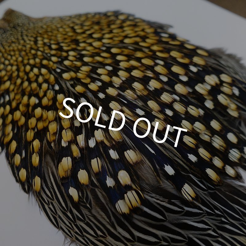 画像7: ジャングルコック AA-4 (7)