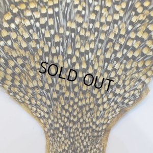 画像2: ジャングルコック AAA-2