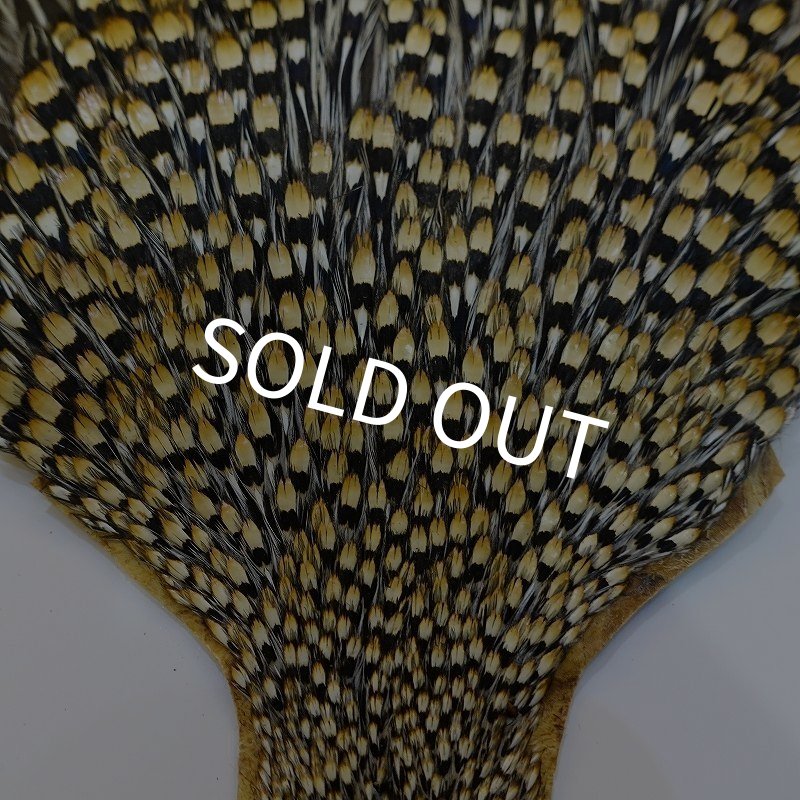 ジャングルコック AAA-2