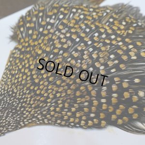 画像7: ジャングルコック S-2