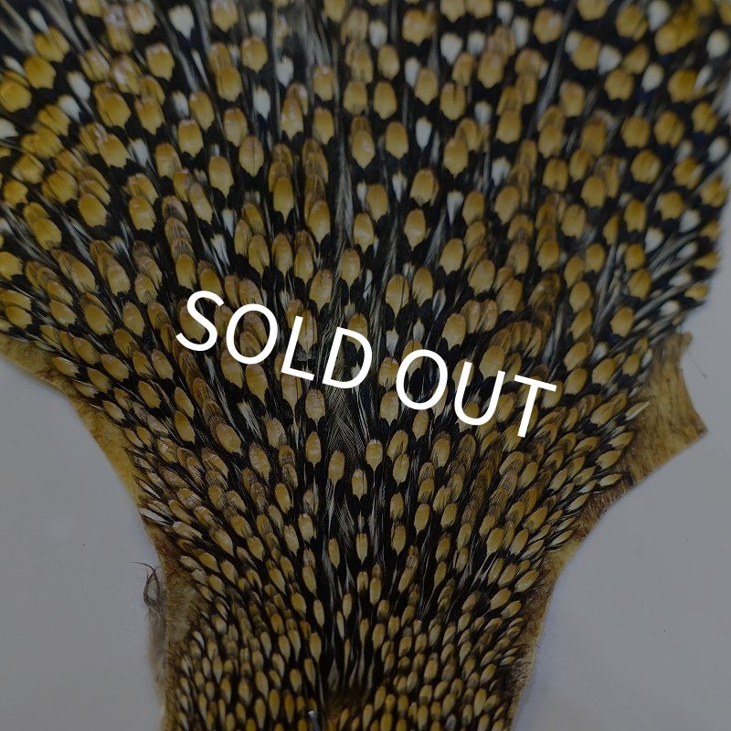 画像2: ジャングルコック AAA-1 (2)