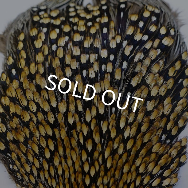 画像3: ジャングルコック AA-4 (3)